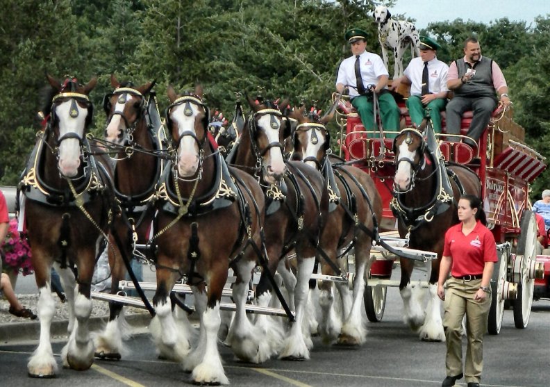 Budwiser Clydesdales f1