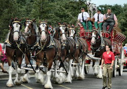Budwiser Clydesdales f1