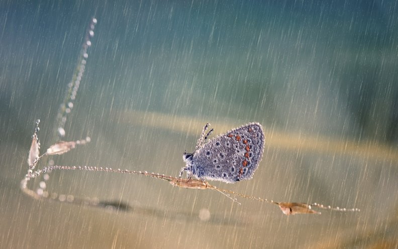 butterfly_in_the_rain.jpg