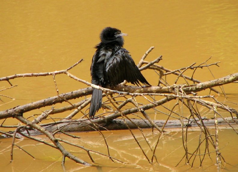 Cormorant baby