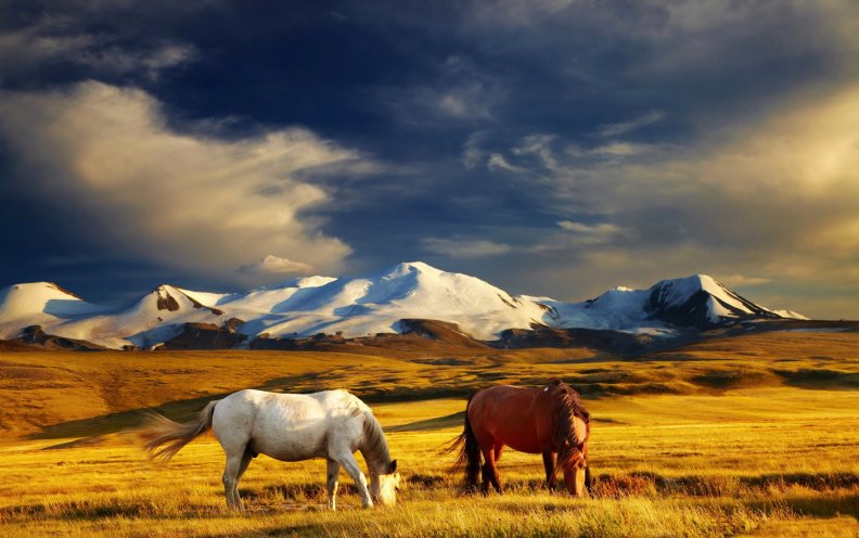 horses_in_the_mountains.jpg