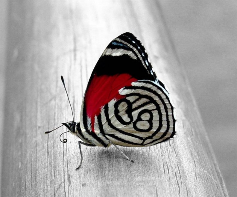 butterfly_in_contrast.jpg