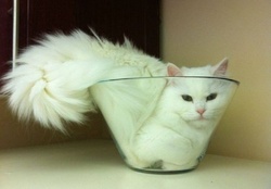 cute fluffy in the glass
