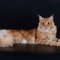 Red Maine Coon Cat