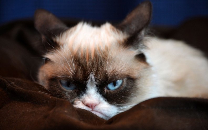 grumpy_cat.jpg
