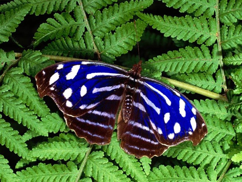 striped_butterfly.jpg