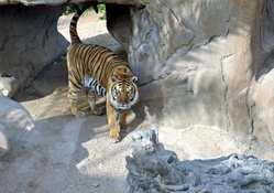 The Tiger's Den