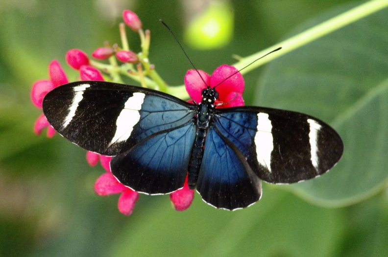 Longwing Butterfly