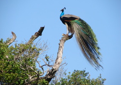 PERCHED PEACOCK