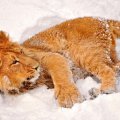 baby lion in the snow
