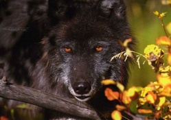 BLACK WOLF BEAUTIFUL EYES