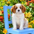 Dog on blue chair