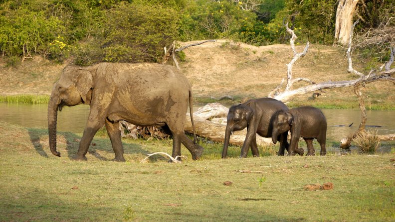Elephants after Drinking