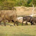 Elephants after Drinking