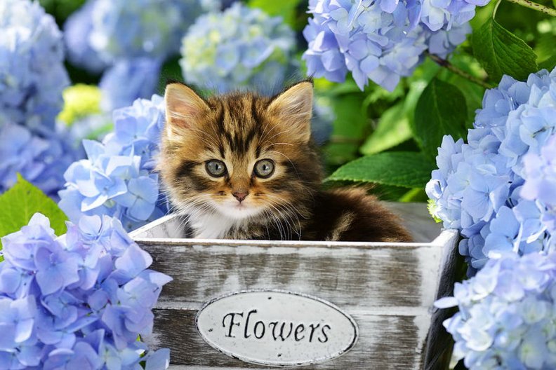 kitten_in_flowerpot.jpg