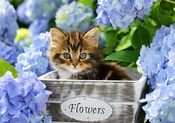 Kitten in flowerpot