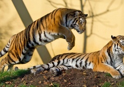 Playful Tiger