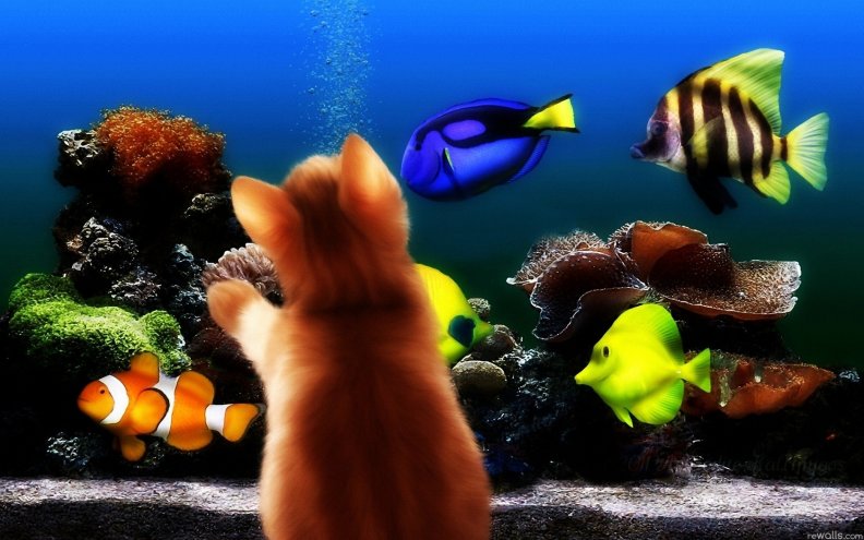 Kitten and aquarium