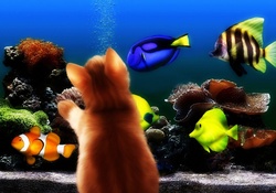 Kitten and aquarium