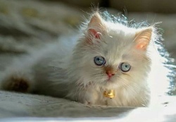 cute white chinchila kitty
