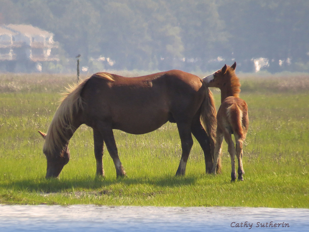 Chincoteaque Wild Pony and Baby