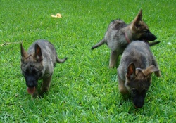 shepherd pups