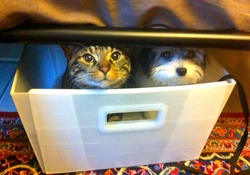 pets in a box