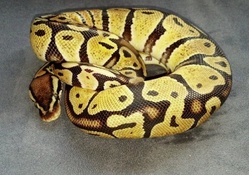 Juvenile Pastel Ball Python