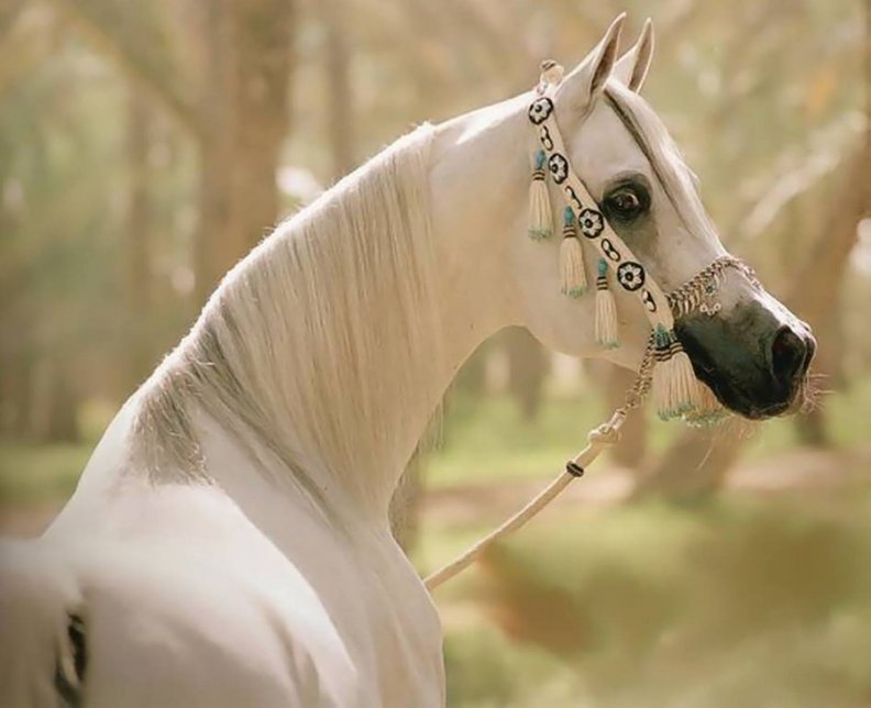 BEAUTIFUL ARABIAN HORSE