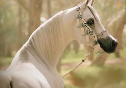 BEAUTIFUL ARABIAN HORSE