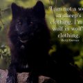 wolf wisdom