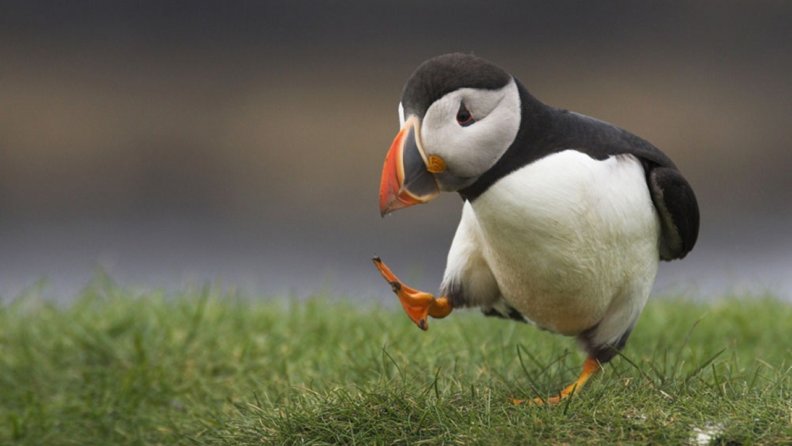 funny_puffin.jpg