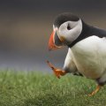 funny puffin