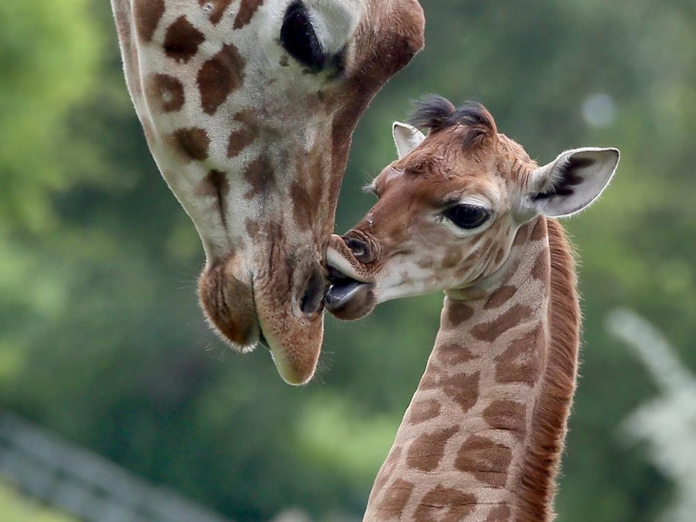 Giraffe Bine Kissing her Mother At Friedrichsfelde Zoo In Berlin, Germany