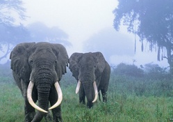 Two Elephants in the mist