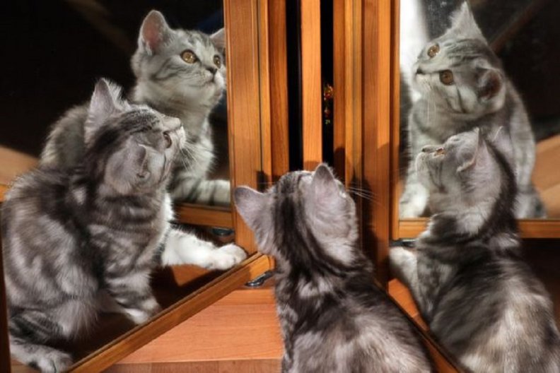 kitten_reflections.jpg