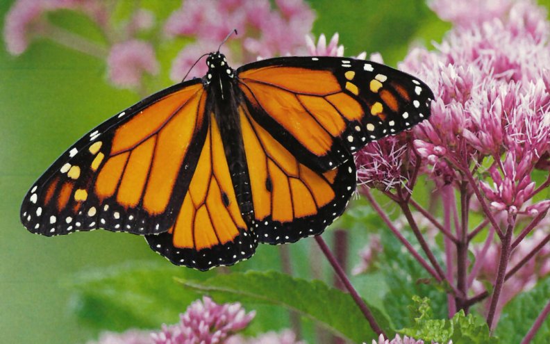 monarch_butterfly_1.jpg