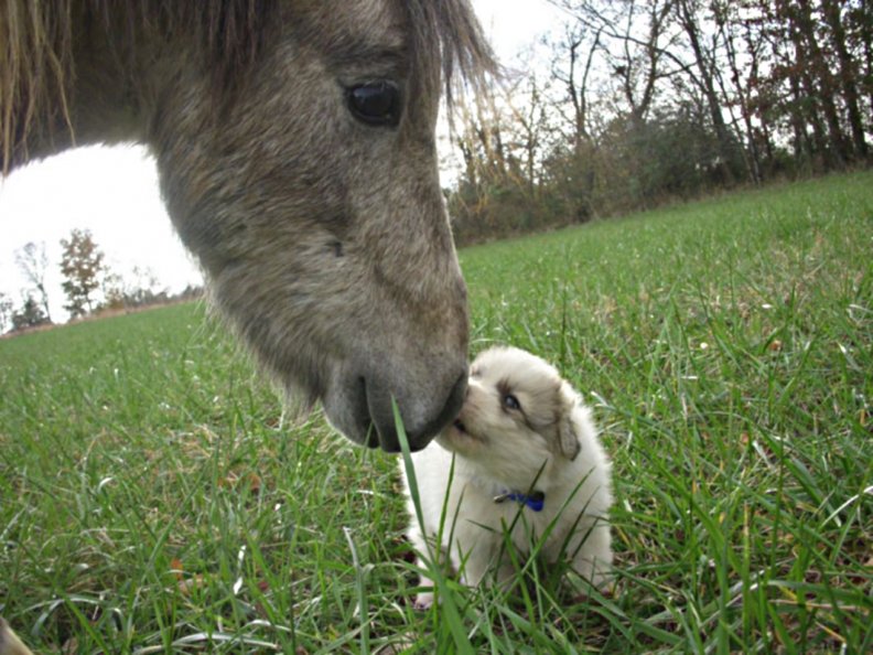 pup meets horse