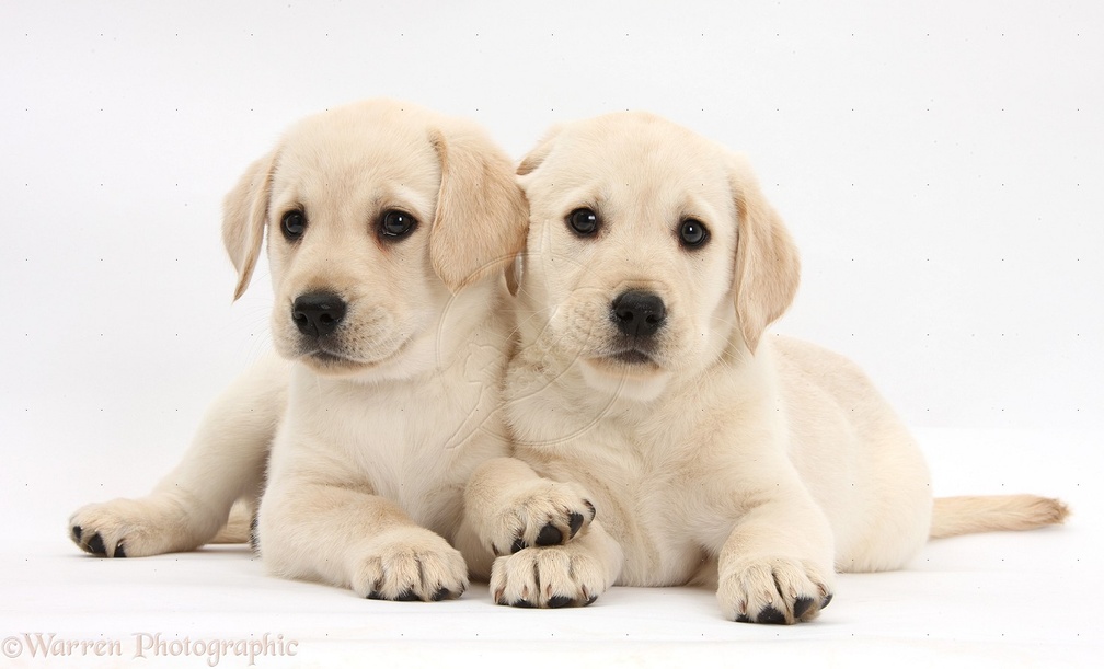 cute pups