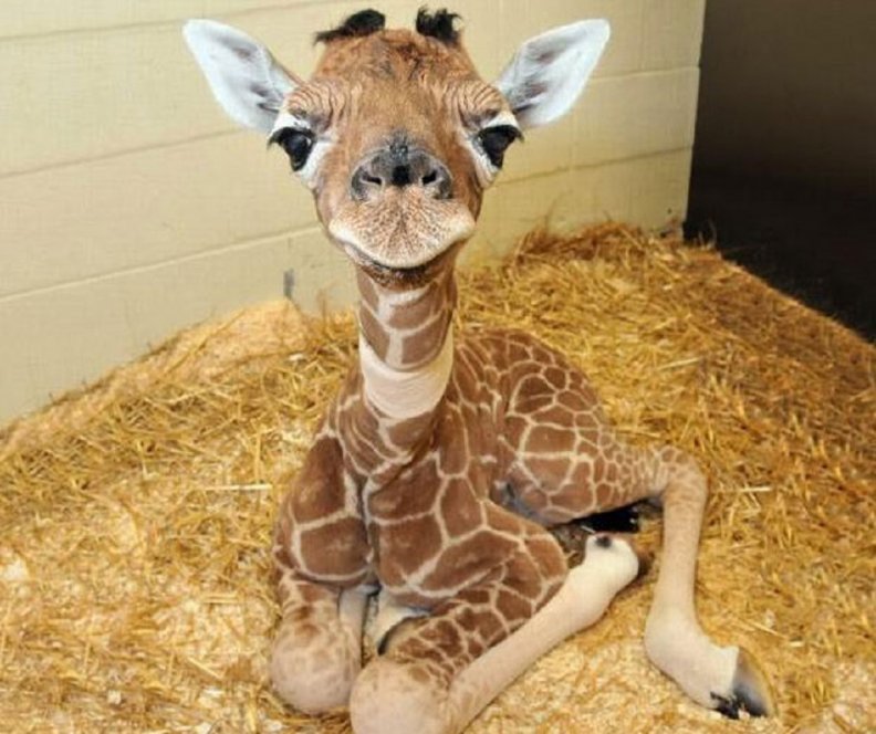 baby_giraffe.jpg