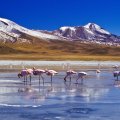 flamingos_in_a_high_mountain_lake_in_bolivia.jpg