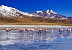flamingos in a high mountain lake in bolivia