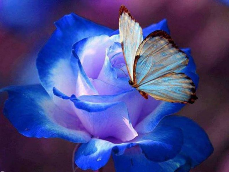 butterfly_on_blue_rose.jpg