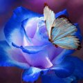 Butterfly On Blue Rose