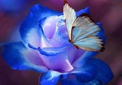 Butterfly On Blue Rose