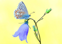 Blue bell and butterfly
