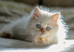 Fluffy Kitten ♥