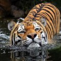 tiger_swimming.jpg