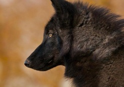 the black wolf