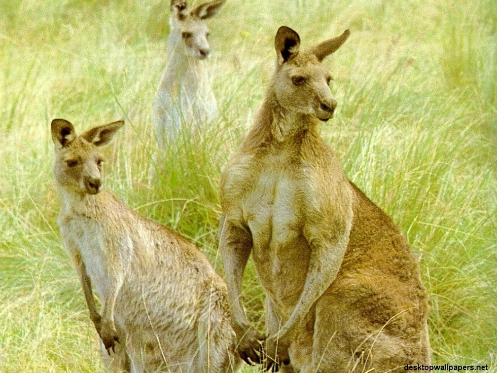 Grey Kangaroos